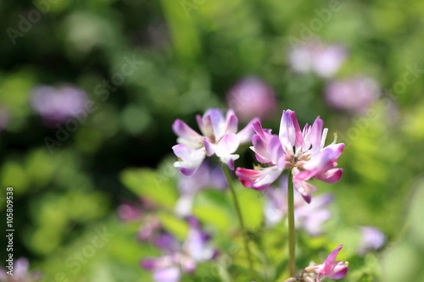 Fototapeta れんげ草