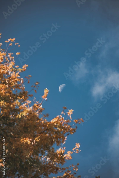 Fototapeta Trees and the Sky