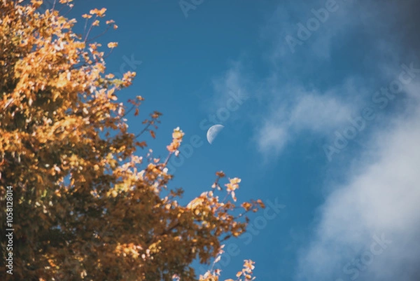 Obraz Trees and the Sky
