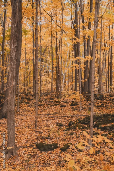 Fototapeta Autumn Forest