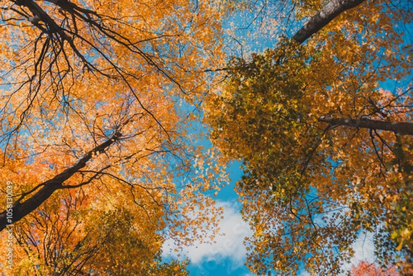 Obraz Trees and the Sky