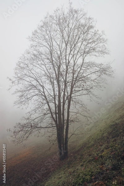 Fototapeta Bare tree in the fog