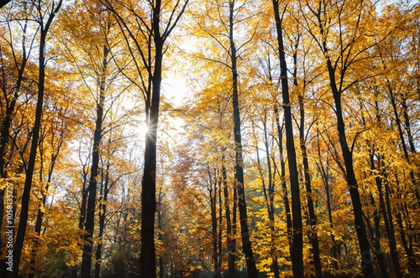 Fototapeta Beatutiful trees with autumn colors