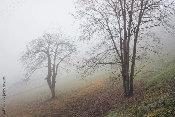 Obraz Bare tree in the fog