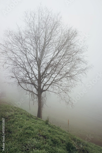 Obraz Bare tree in the fog