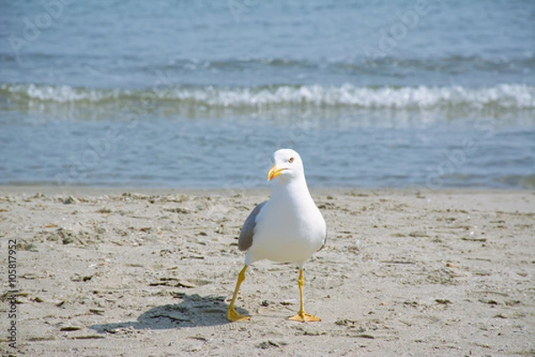 Obraz mouette sur le sable