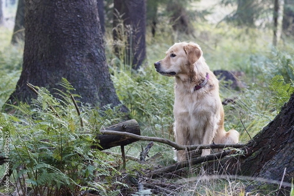 Obraz Golden Retriever fixierend sitzend