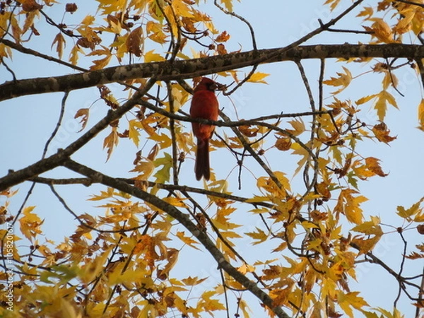 Obraz Bird's Eye View