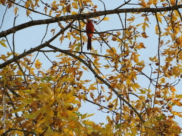 Fototapeta Cardinal Perched