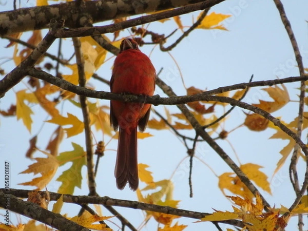 Obraz Chesty Cardinal