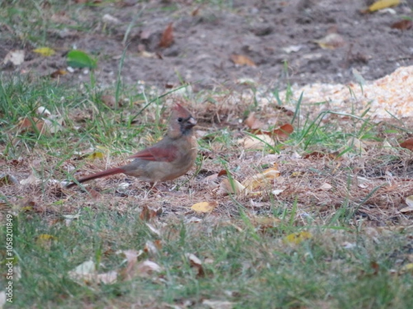 Obraz Female on the Ground