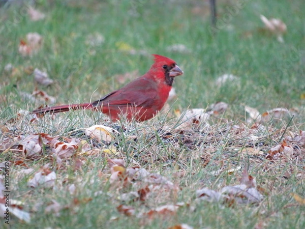 Obraz Cardinal in Grass