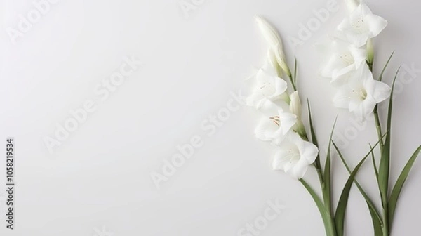 Fototapeta Elegant white gladiolus flowers on textured white background – minimalist floral composition featuring sword lilies in a clean and aesthetic layout, perfect for cards and design projects


