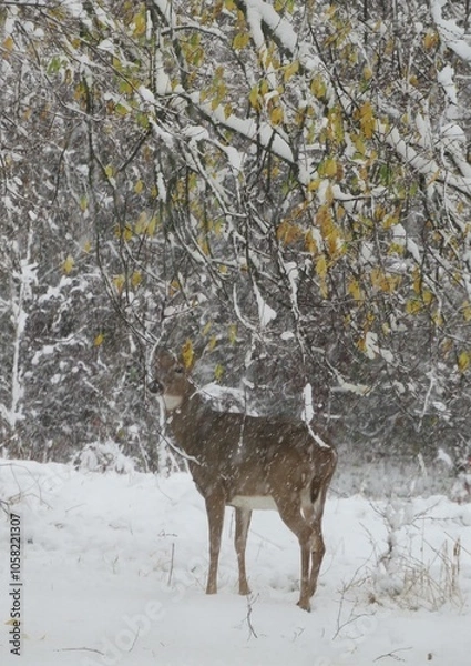 Obraz Doe Keeping Watch