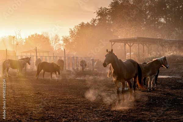 Obraz Pferde im Sonnenlicht