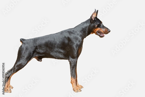 Fototapeta Portrait of a Doberman dog on a white background