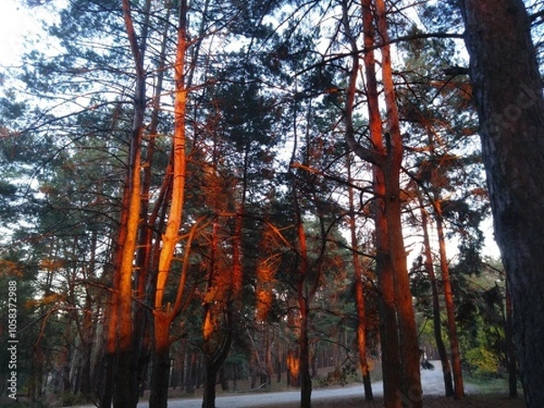 Obraz sunset in the forest