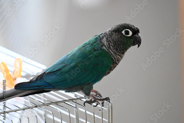 Obraz ウロコインコのりんちゃん