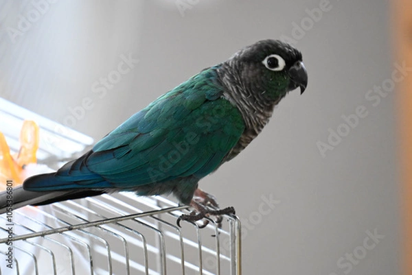 Obraz ウロコインコのりんちゃん