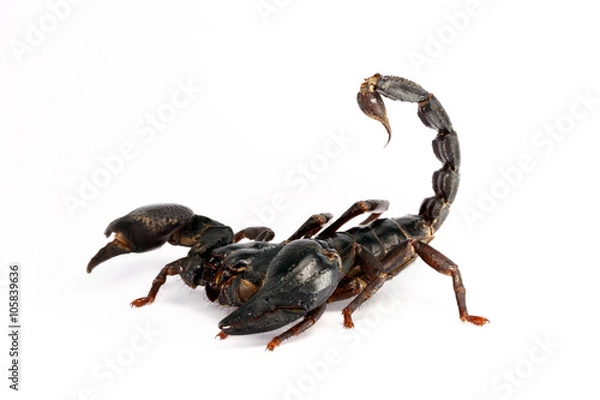 Fototapeta Olbrzymi leśny skorpion (Heterometrus laoticus) na białym tle. Heterometrus sp. są skorpionami lasów tropikalnych.