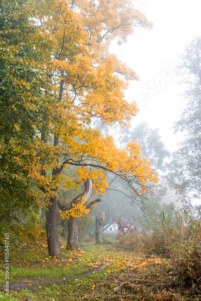 Obraz Beautiful autumn landscape in foggy morning at the lake in Latvia. Fall colored trees in the mist. Seasonal scenery of Northern Europe.