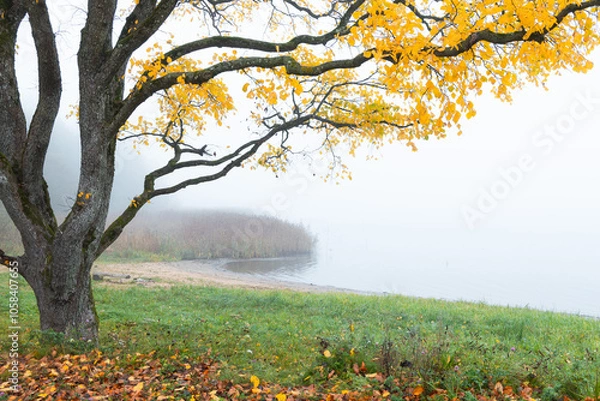 Obraz Beautiful autumn landscape in foggy morning at the lake in Latvia. Fall colored trees in the mist. Seasonal scenery of Northern Europe.