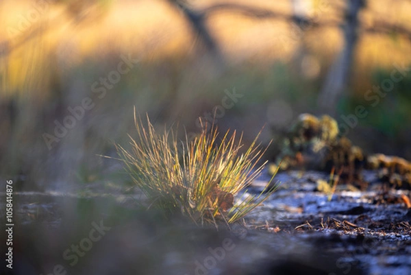 Obraz Beautiful autumn morning close-up of grass growing in the swamp in Latvia. Seasonal scenery of Northern Europe.