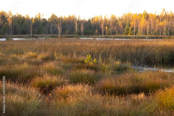 Obraz Beautiful sunny autumn landscape of swamp in Latvia. Seasonal scenery of Northern Europe.