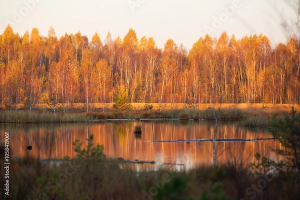 Obraz Beautiful sunny autumn landscape of swamp in Latvia. Seasonal scenery of Northern Europe.