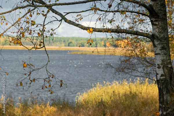 Obraz Beautiful golden colored birch trees growing near the lake. Sunny autumn landscape in Latvia lakeside. Seasonal scenery of Northern Europe.