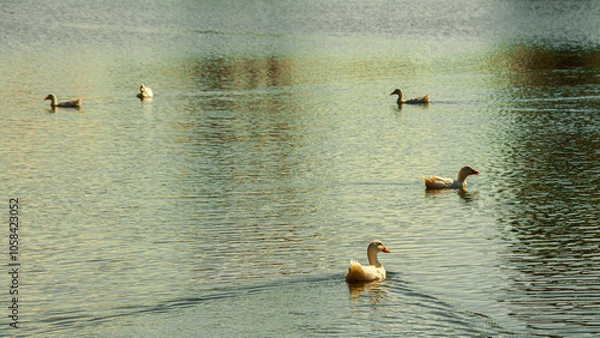 Fototapeta White geese on a farm. Close-up of ducks. Drake swimming in water. Eating green grass in a field on the shore of a lake. Domestic animals. (in Latin - Anser caerulescens). in their natural habitat.