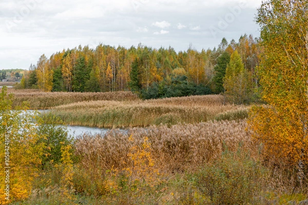 Obraz Beautiful sunny autumn day with reeds growing at the lakeside in Latvia. Seasonal scenery of Northern Europe.