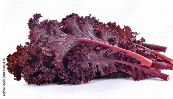 Obraz Red kale on white background. Red kale Isolated.