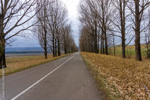 Fototapeta An asphalt road with a white dividing line passes through an alley of tall, leafless trees and goes into the distance. Autumn colors