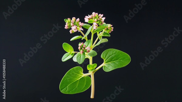 Fototapeta Flowering plant with pink blossoms on a stem showcasing botanical beauty and vibrant greenery