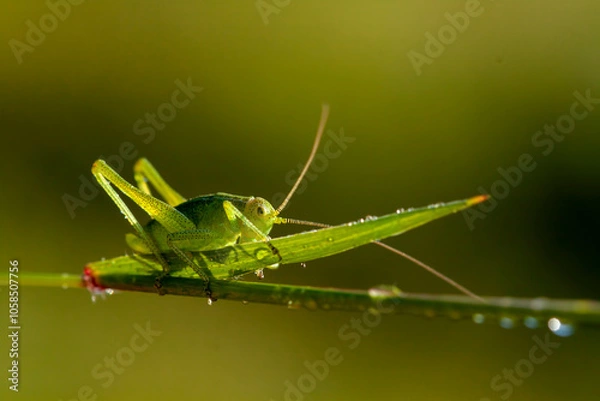 Fototapeta A small green grasshopper in nature