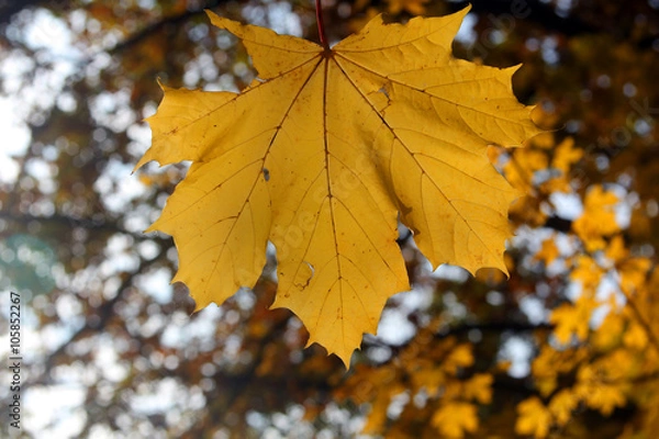 Obraz Yellow maple leaf on a branch