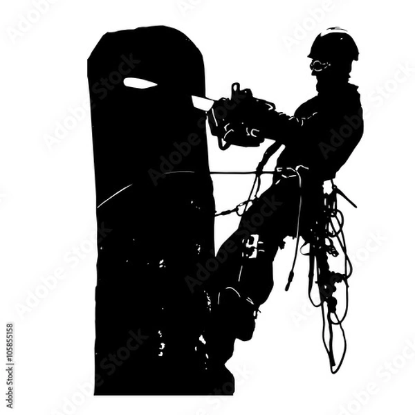 Obraz Arborist saws birch chainsaw at height