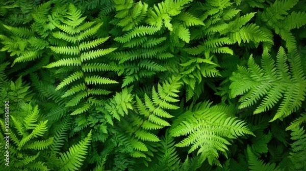 Obraz Aerial view of lush forest ferns creating a rich foliage background, perfect for nature-themed projects with ample copy space for text and designs.
