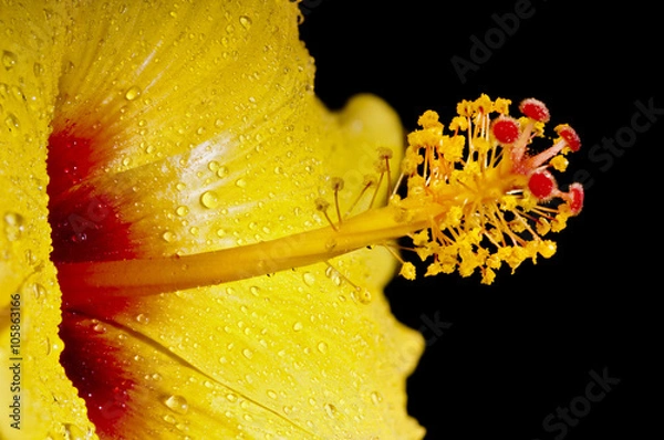 Fototapeta Macro of yellow and red Hibiscus mflower