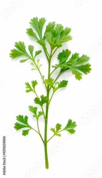 Obraz Coriander Leaf