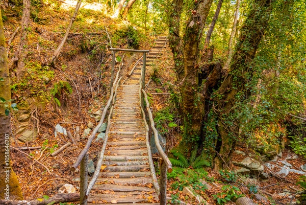 Fototapeta Trekking and hiking routes in the dense forest with lush vegetation in Tsagarada village, Pelion, Greece. Forest paths. Autumn landscape