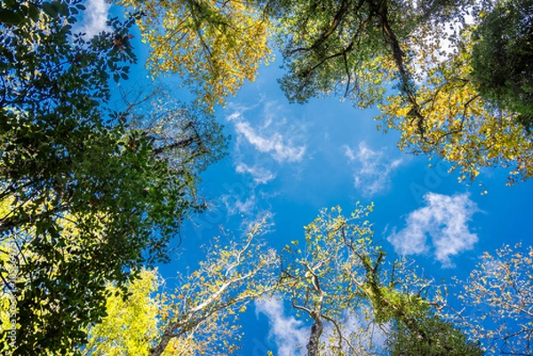 Fototapeta Looking up at the treetops. A beautiful canopy of trees, with lush green foliage and a patch of clear blue sky peeking through. Sunlight Filtering Through the Branches
