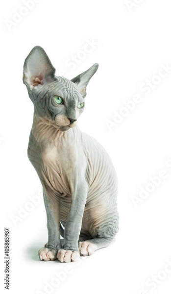 Fototapeta 
sphynx cat