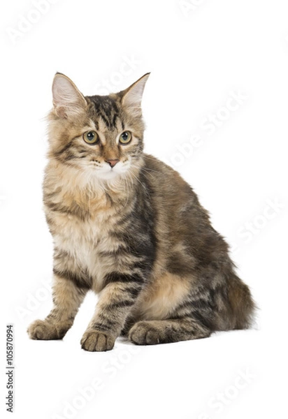 Obraz Kuril Bobtail on a white background in studio