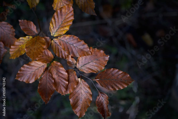 Fototapeta Autumn leaves on a tree