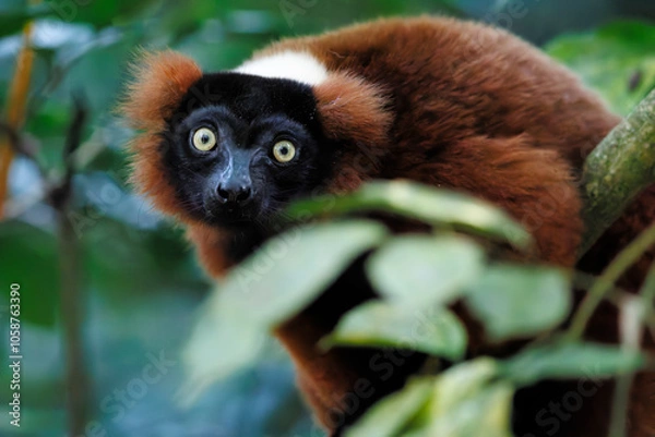 Obraz Red ruffed lemur, Masoala Hall Zurich Zoo