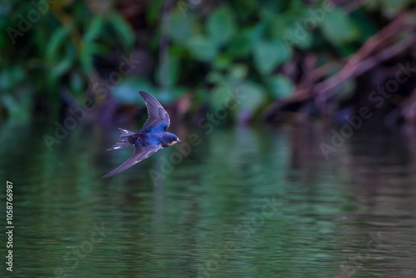 Fototapeta Swallow flies close above the water and searches for insects