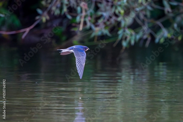 Fototapeta Swallow flies close above the water and searches for insects
