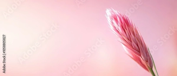 Fototapeta  A pink flower in focus against a pink wall backdrop, with a soft, blurred pink bloom in the foreground